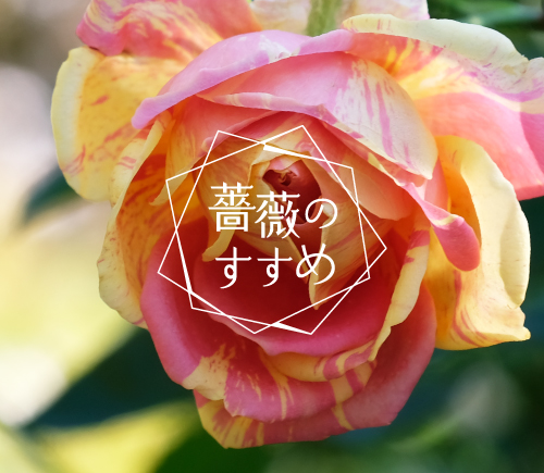 薔薇のすすめ