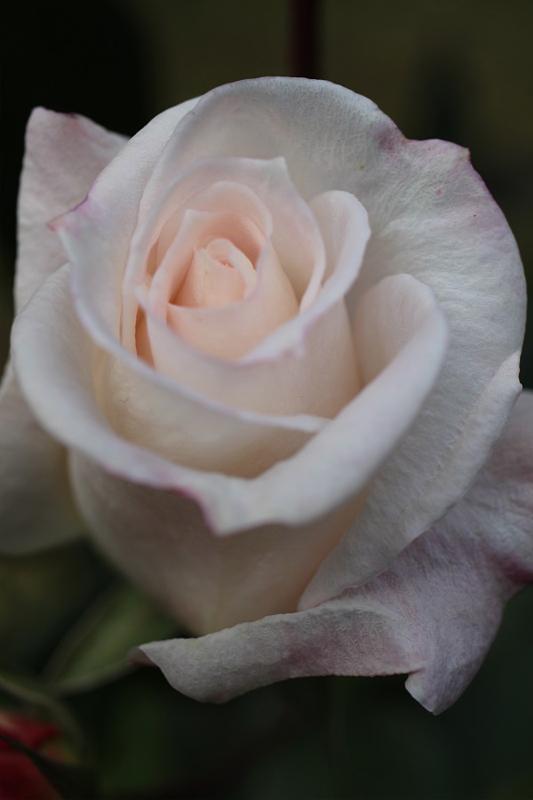 第四話 秋薔薇のすすめ 薔薇のすすめ 花毎 はなごと