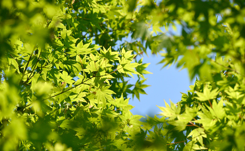 第七話 「立夏のこと」