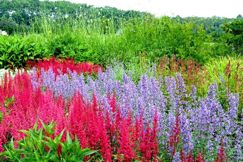 〈北海道ガーデン街道 vol.1〉第一話　1000品種を超える宿根草を扱うナーセリーとガーデン「大森ガーデン」