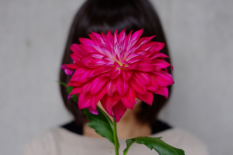 第九話 Namahageダリアと大曲の花火ダリア 旬花百科 花毎 はなごと