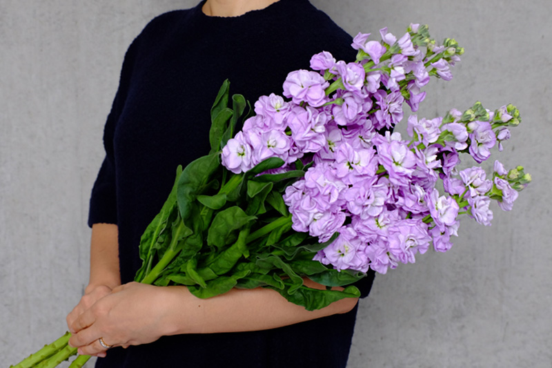 第十話 ストック 旬花百科 花毎 はなごと