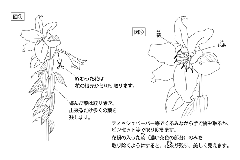 オリエンタルリリー お手入れ手帳 花毎 はなごと