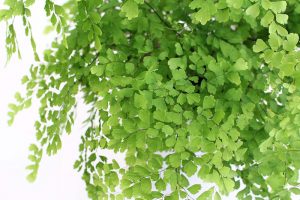 エラチオールベゴニア お手入れ手帳 花毎 はなごと