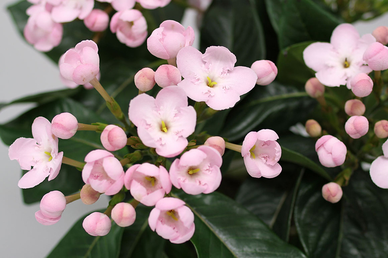 におい桜