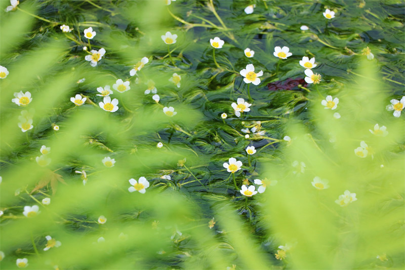 京都編 第一話 清流に咲く夏の花 醒井宿の梅花藻 花の旅人 花毎 はなごと