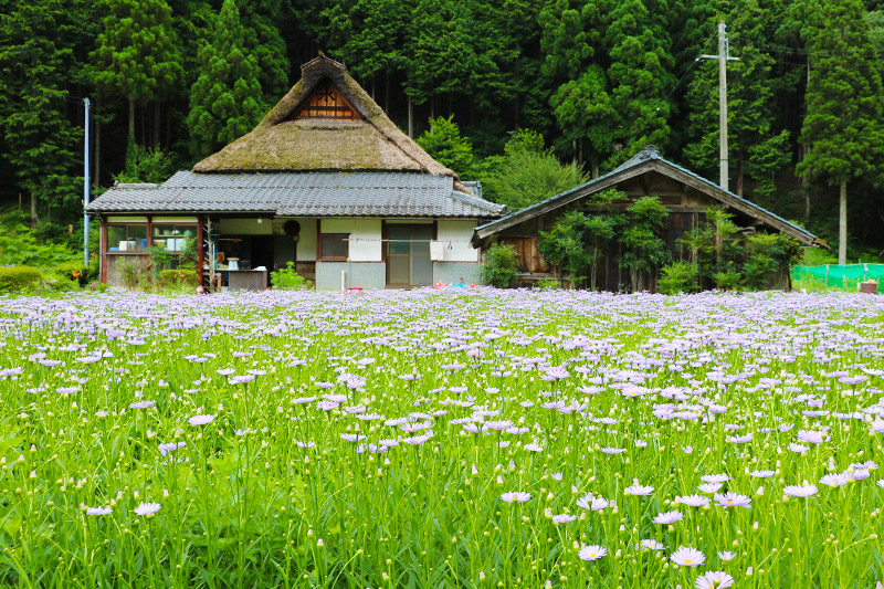 〈京都編〉第二話　京都最北端の山里に咲く幻の花 「北山友禅菊」