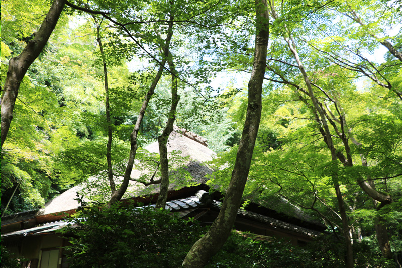 〈京都編〉第四話　奥嵯峨の緑の草庵 「祇王寺」