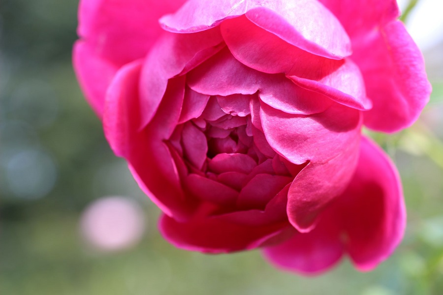 第五話 薔薇の実 薔薇のすすめ 花毎 はなごと