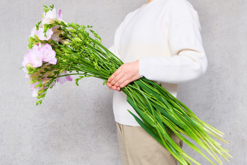 第十三話 フリージア 旬花百科 花毎 はなごと