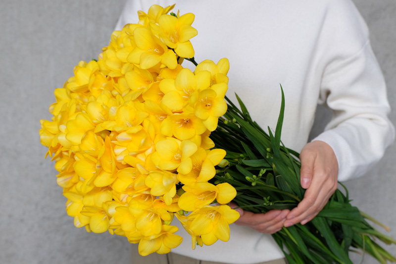 第十三話 フリージア 旬花百科 花毎 はなごと