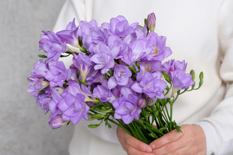 第十三話 フリージア 旬花百科 花毎 はなごと