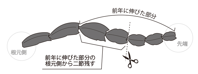 デンマークカクタス お手入れ手帳 花毎 はなごと