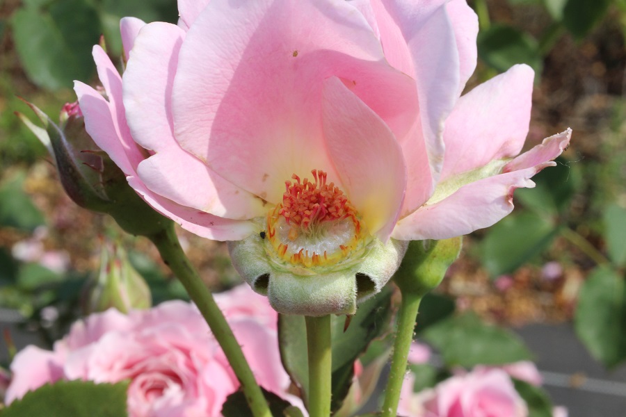 第六話 薔薇の育種 薔薇のすすめ 花毎 はなごと