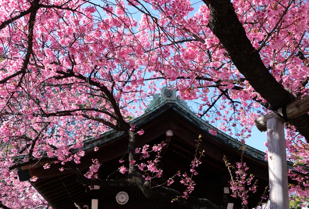 東京・早咲きの桜 3選