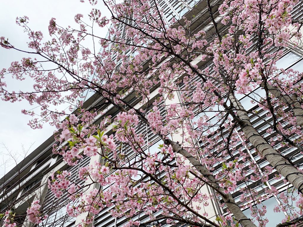 東京 早咲きの桜 3選 花の旅人 花毎 はなごと