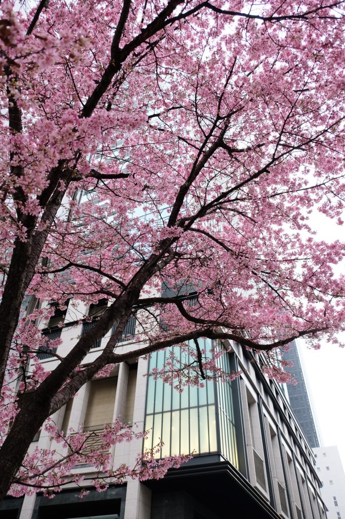 東京 早咲きの桜 3選 花の旅人 花毎 はなごと