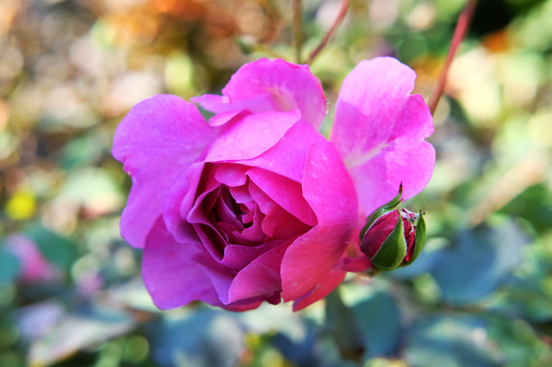 【ピンクハウス＊段々ワンピース】ブラウン　花柄　バラ　薔薇　可愛い　豪華　春夏秋