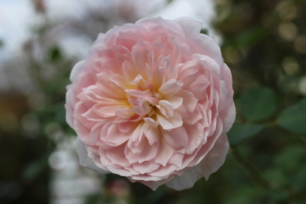 第八話 薔薇の花のかたち 薔薇のすすめ 花毎 はなごと