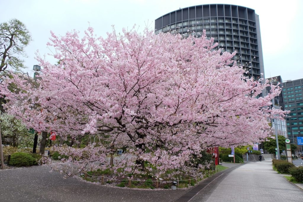 東京・桜十景 ～前編～