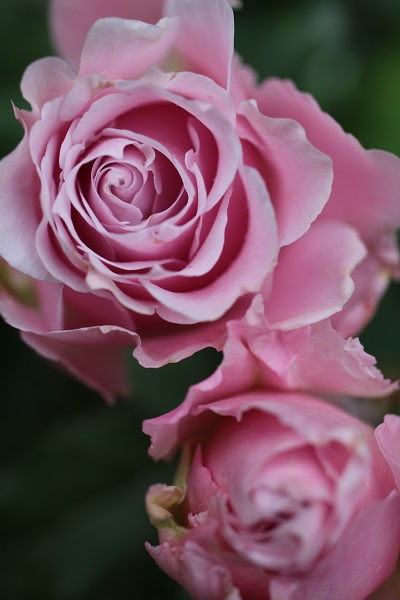 第八話 薔薇の花のかたち 薔薇のすすめ 花毎 はなごと