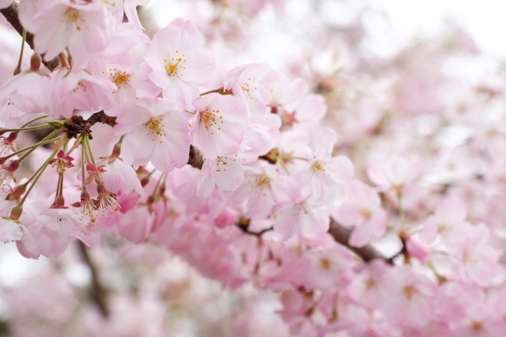 東京・桜図鑑