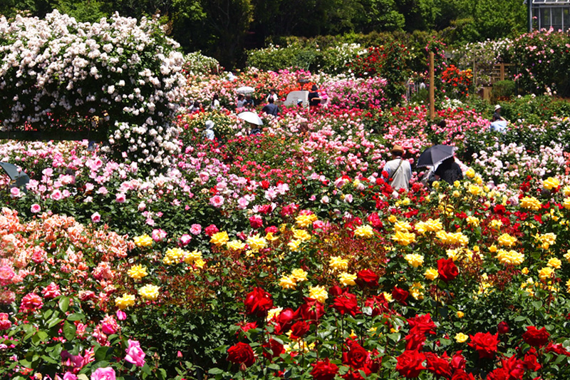 〈春のバラ編〉第一話　油彩画で描かれたような色とりどりのバラに埋もれる「京成バラ園」
