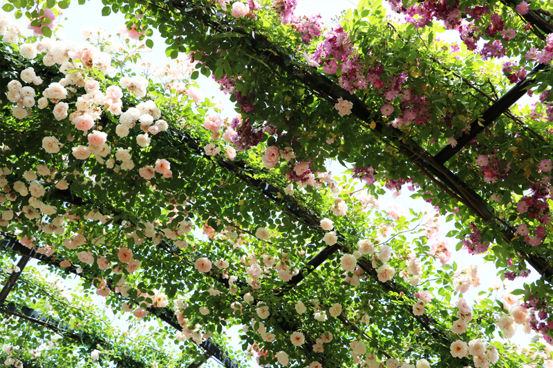 〈春のバラ編〉第二話　水彩画で描かれたようなバラのある風景を楽しむ 「横浜イングリッシュガーデン」