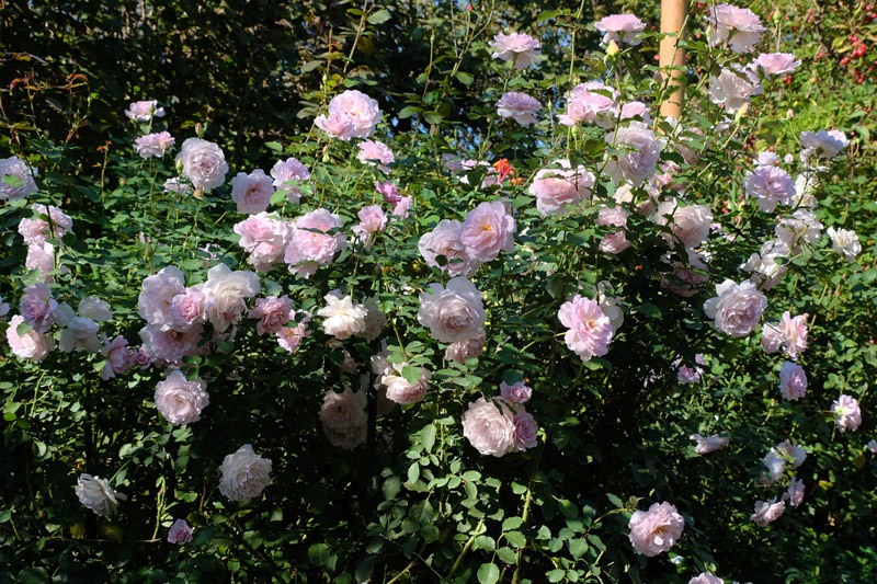 秋のバラ編 横浜イングリッシュガーデン 18 オータムコレクション 花の旅人 花毎 はなごと