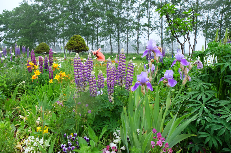 Vol 8 初夏の北海道ガーデン 第二話 ブルーの花が一際美しい時 紫竹ガーデン 花の旅人 花毎 はなごと