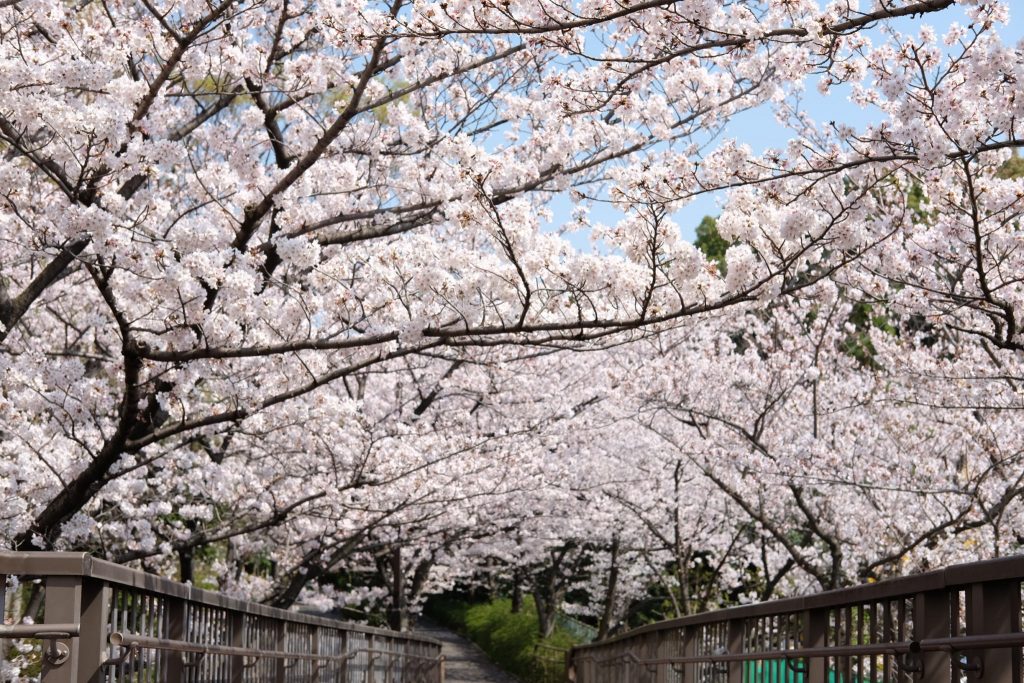 東京・桜十景 ～後編～