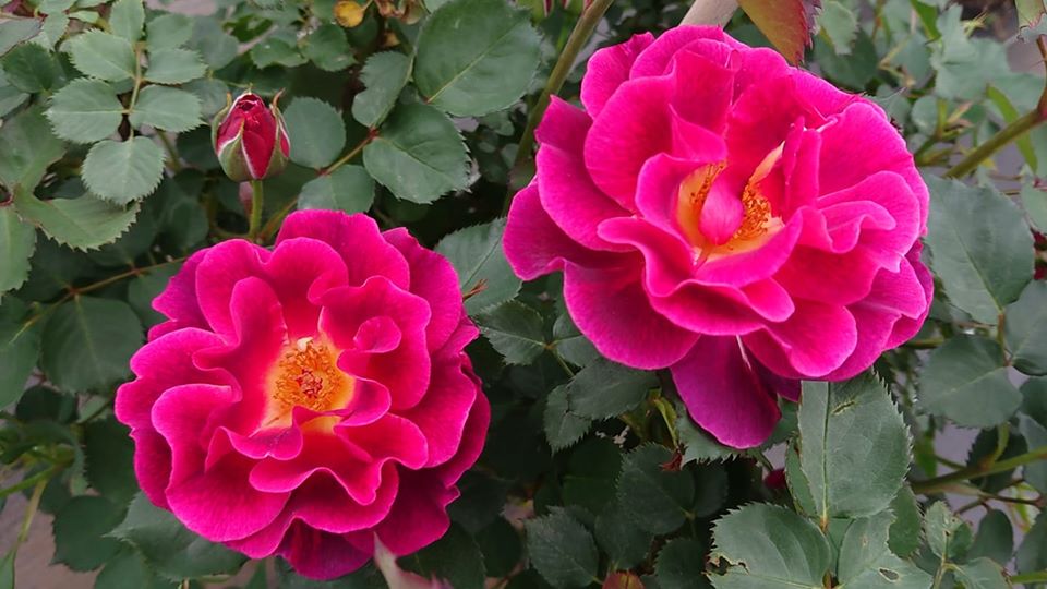 第九話 薔薇の苗 新苗編 薔薇のすすめ 花毎 はなごと