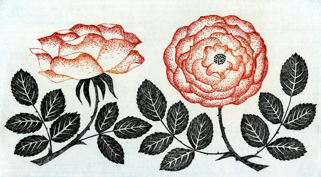 第五十六話　小満の花絵「複色のバラ」