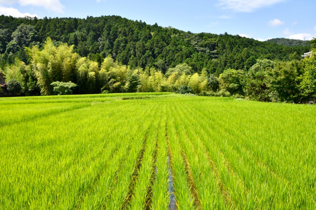 第四十四話 「七月　小暑　大暑」