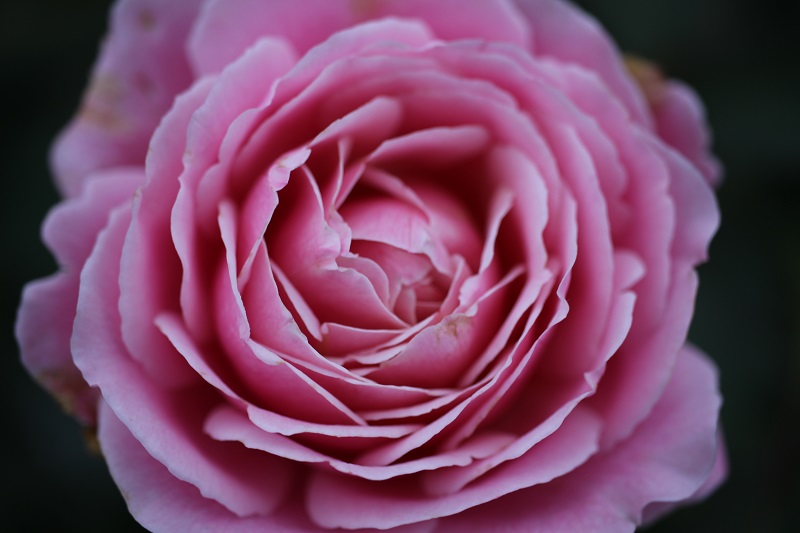 第十二話 バラの接ぎ木 薔薇のすすめ 花毎 はなごと