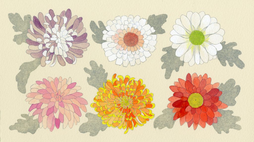 第六十六話　霜降の花絵「菊」