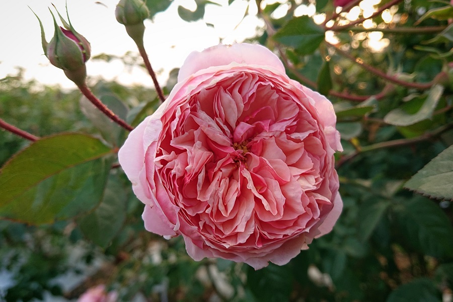 第十四話 新品種 薔薇のすすめ 花毎 はなごと