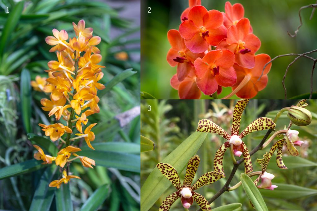 第十九話 モカラ 旬花百科 花毎 はなごと