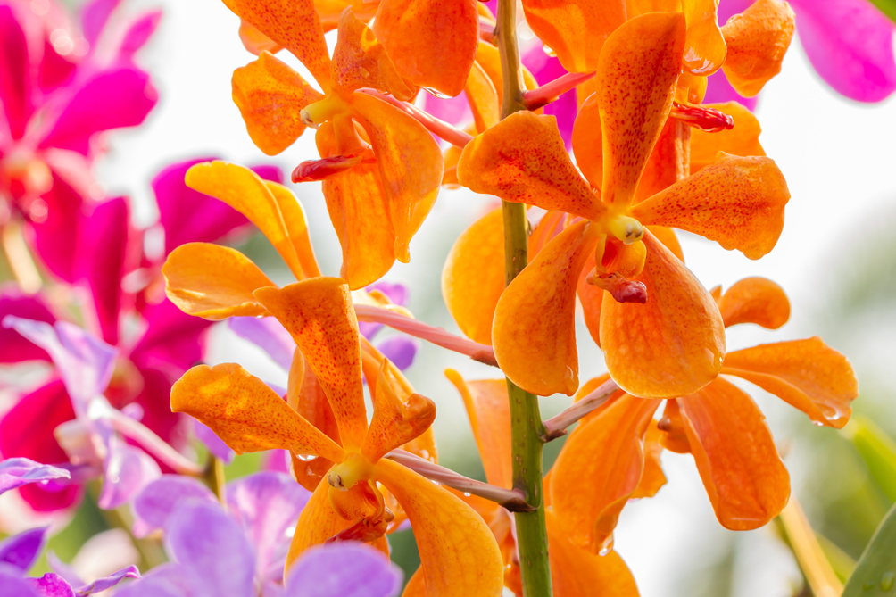 第十九話 モカラ 旬花百科 花毎 はなごと