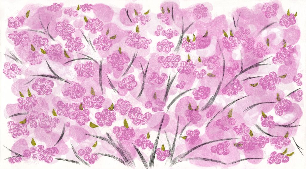 第七十七話　清明の花絵「八重桜」
