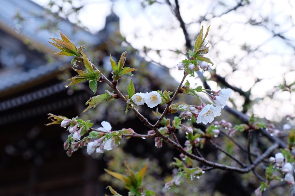 京都・遅咲きの名花「仁和寺」