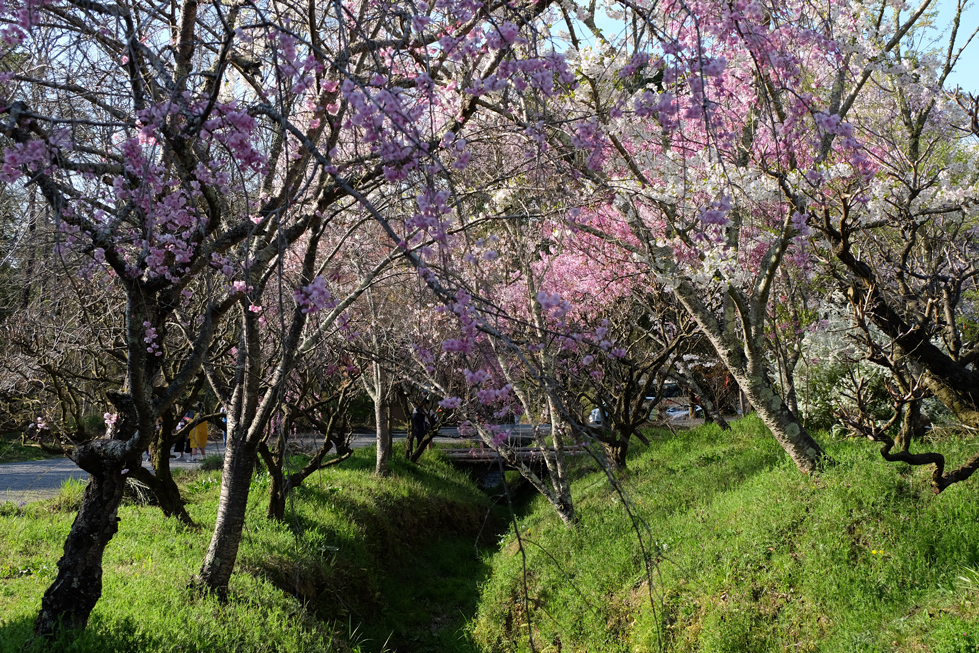滋賀・和菓子づくりの里に咲く素朴な桜「寿長生の郷」