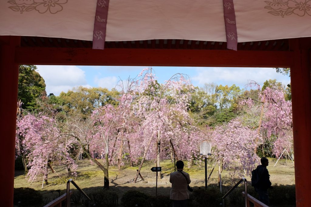 京都・文学の舞台になった雅な桜「平安神宮」