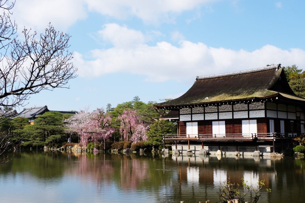 平安 神宮 桜