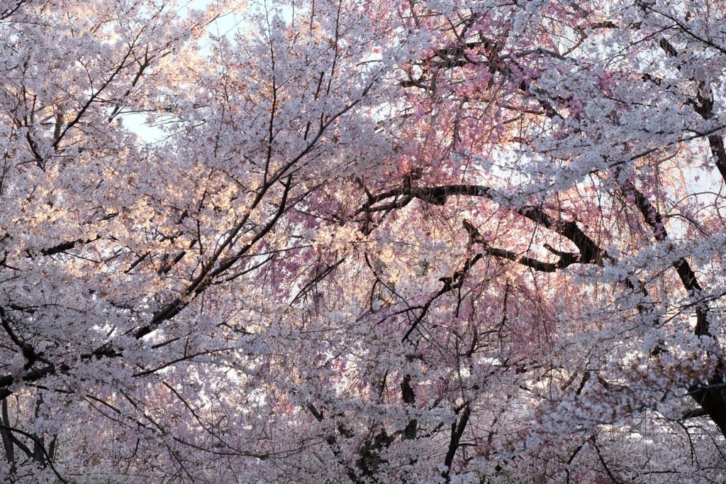 京都・平安貴族好みの桜の社「平野神社」