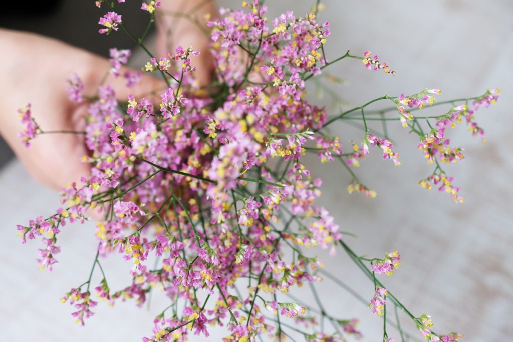 第三話　処暑の花あしらい「スターチス」