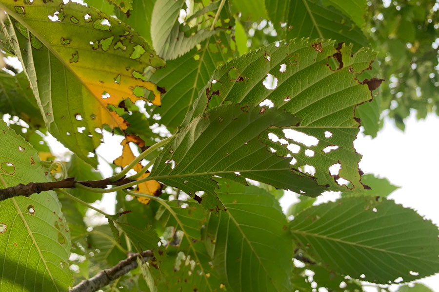 第二十二話「桜の味」