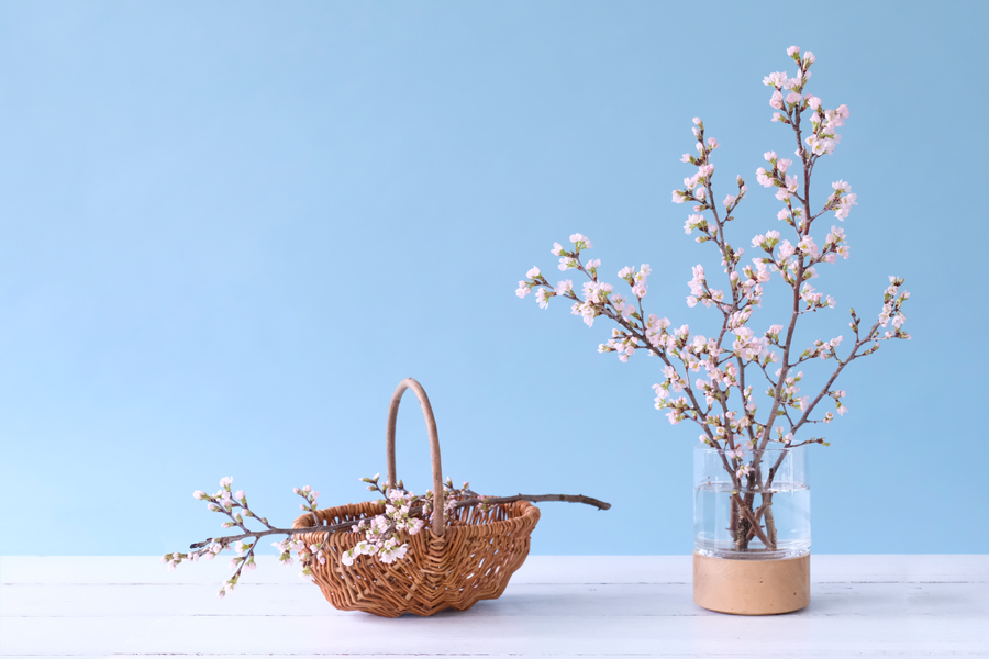 第二十二話　啓蟄の花あしらい「桜」