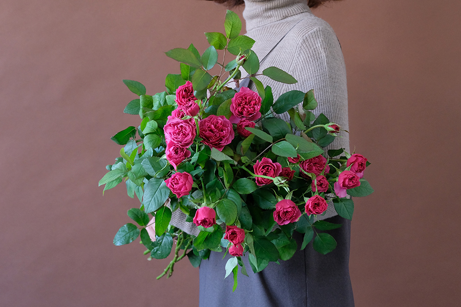 第三十話　小雪の花あしらい「薔薇色のバラ」