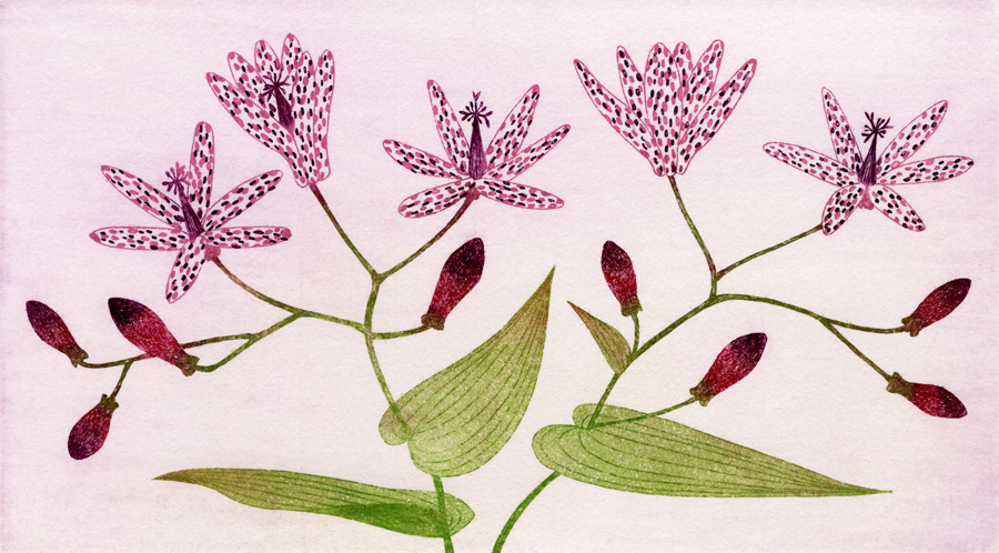 第百二十話　秋分の花絵「ホトトギス」